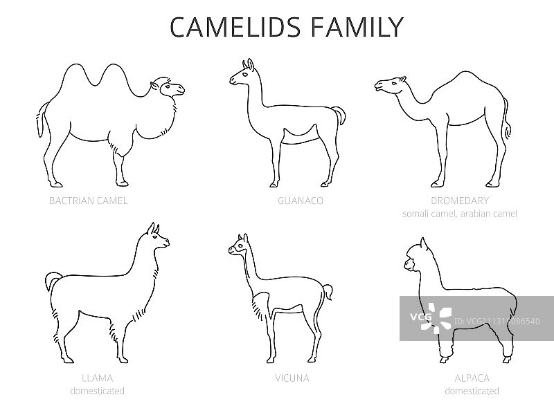 骆驼和羊驼科动物合集图片素材