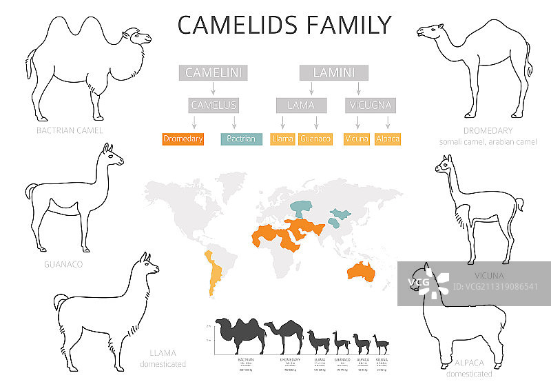 骆驼和羊驼科动物合集图片素材