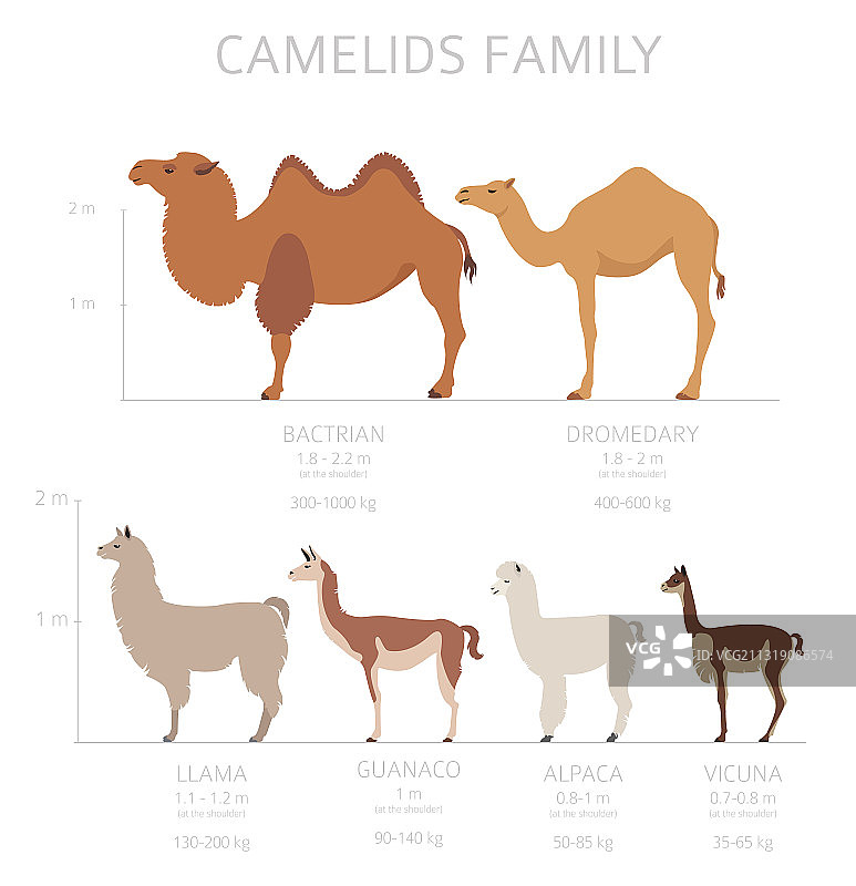 骆驼和羊驼科动物合集图片素材