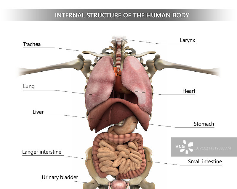 人体内部结构图片素材