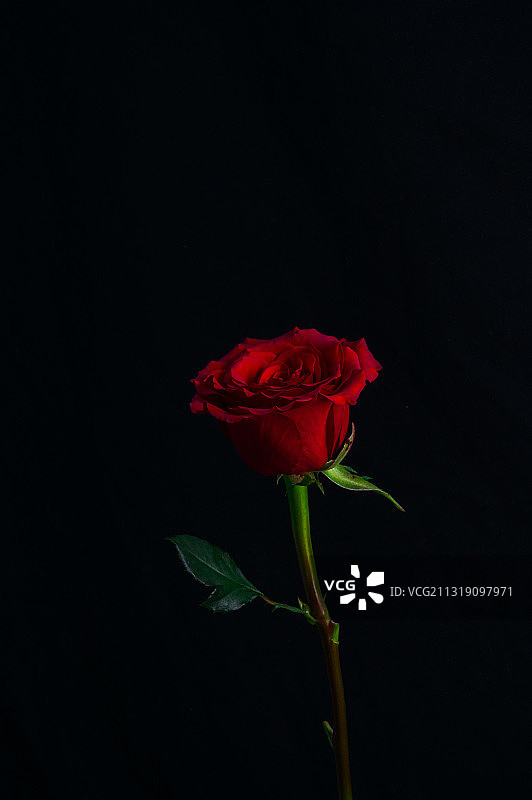 一朵玫瑰图片素材