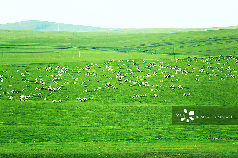 呼伦贝尔牧场羊群图片素材
