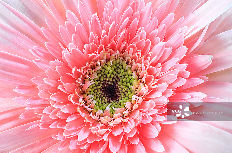 非洲雏菊的花朵特写图片素材