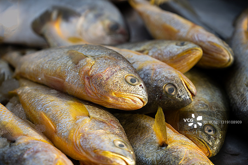 黄花鱼图片素材