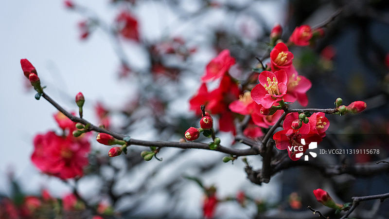 成都杜甫草堂：海棠花盆景图片素材