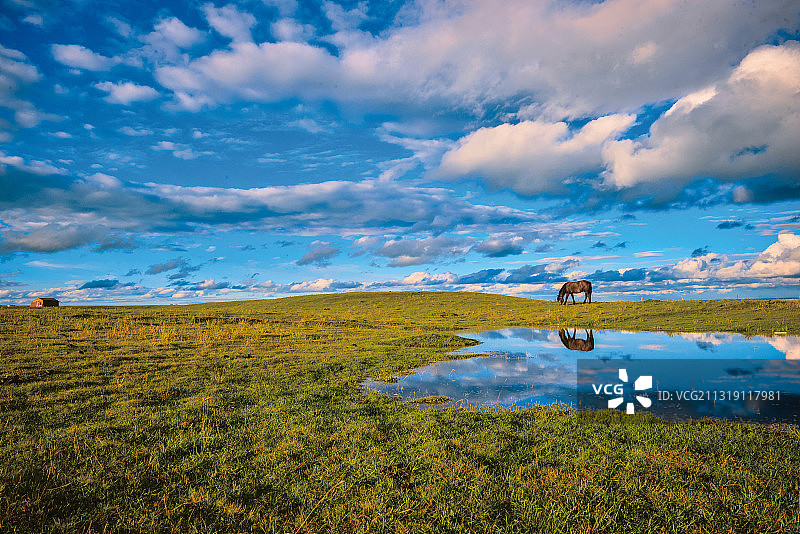 蓝天白云下的草原牧马图片素材