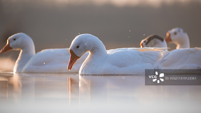 晨曦中的鸿雁图片素材