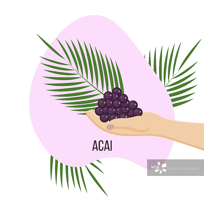 手持巴西莓枝图片素材