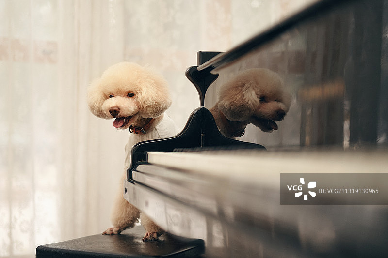 钢琴边的泰迪图片素材