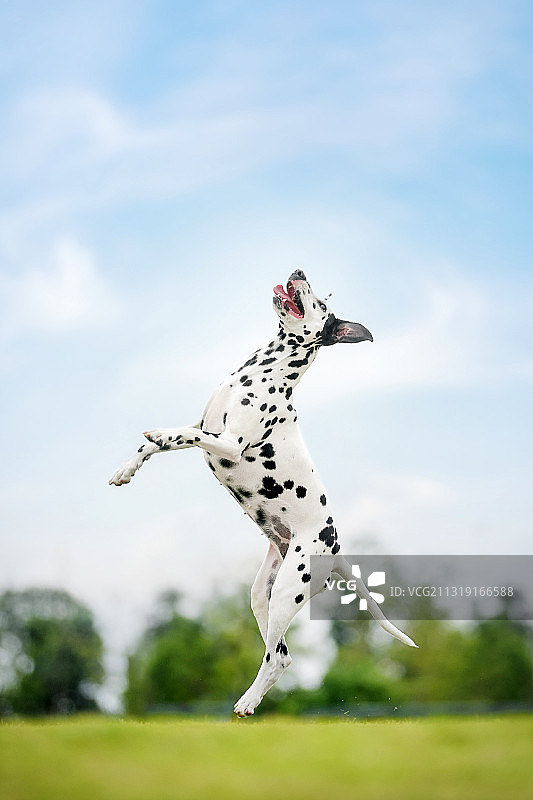 草地上的大麦町图片素材