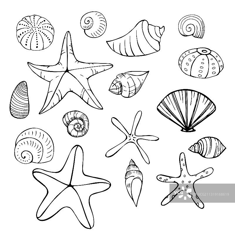 海星和贝壳素描图片素材
