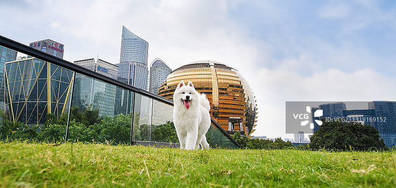 草地上的萨摩耶图片素材