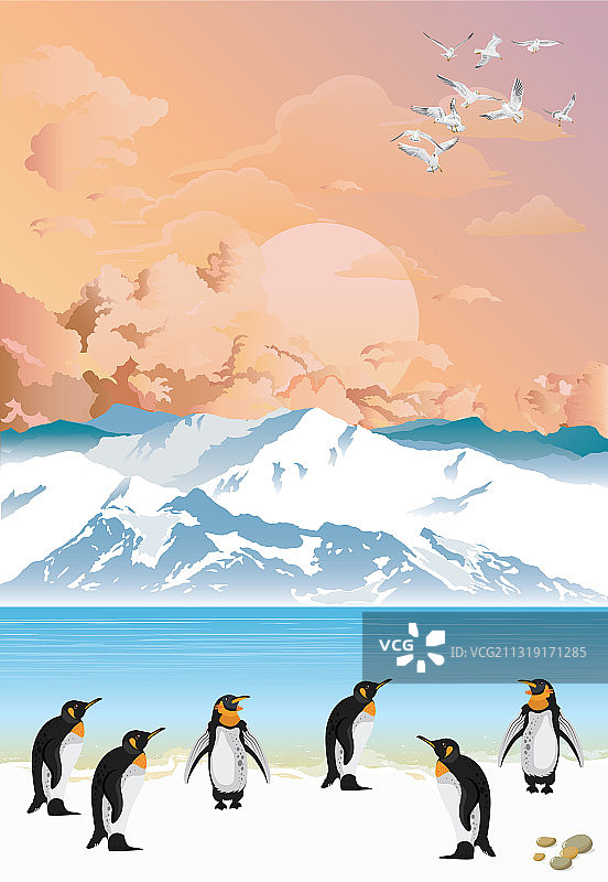 企鹅群落的黎明图片素材