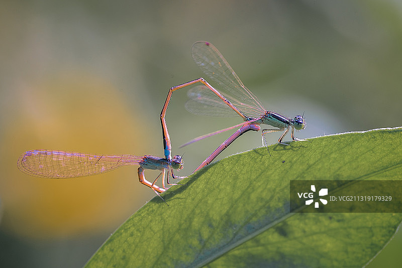 一对豆娘图片素材