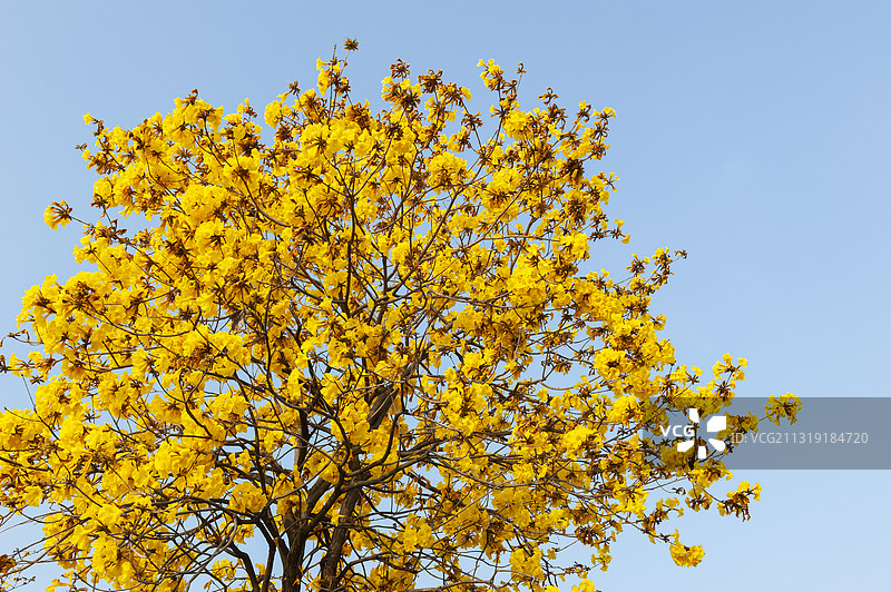 春天阳光下的黄花风铃木图片素材