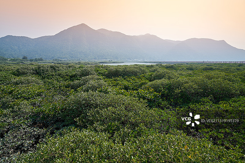 中国香港大屿山，大澳盐田红树林图片素材
