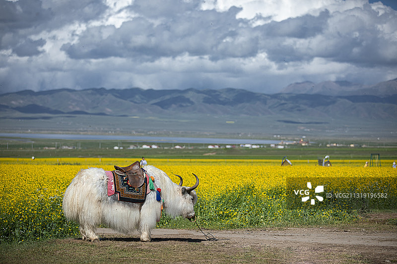 青海湖图片素材
