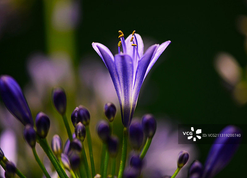 轻盈地绽放-----百子莲图片素材