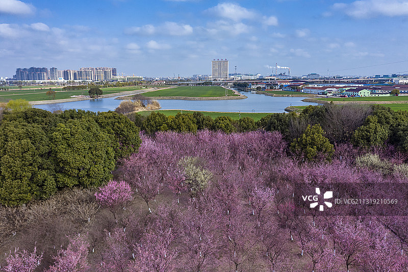 苏州相城区黄桥梅园风景图片素材