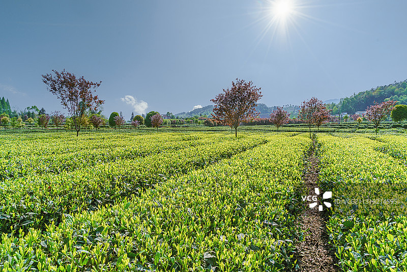 中国优质茶叶核心产区蒙顶山竹叶青茶园风光图片素材