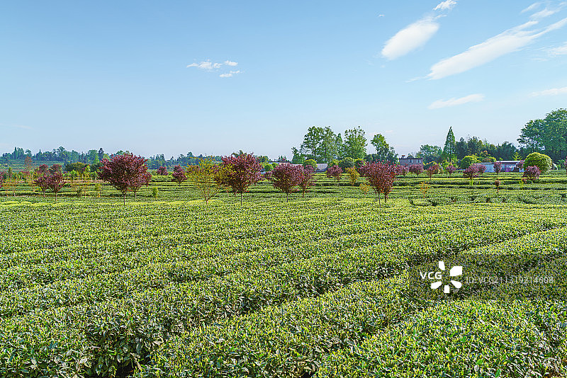 中国优质茶叶核心产区蒙顶山竹叶青茶园风光图片素材