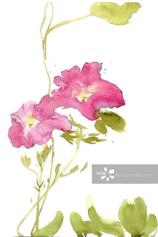 红色的喇叭花图片素材