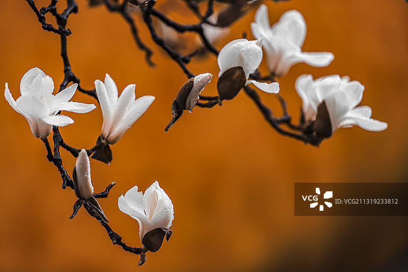 二月白玉兰图片素材