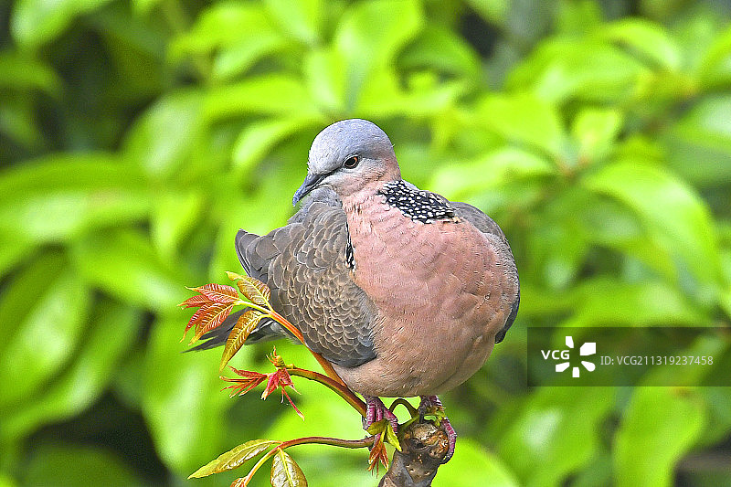 树头上的珠颈斑鸠图片素材
