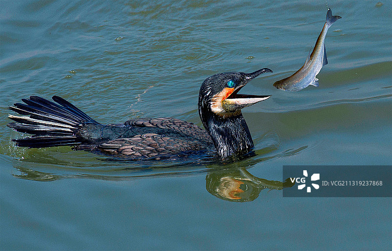 神捕     新加坡国际摄影大赛GTPC优秀奖图片素材