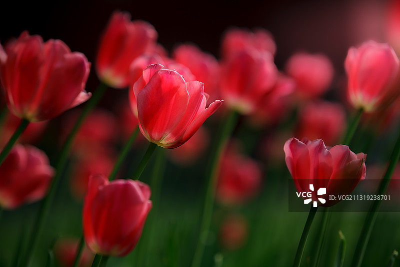 郁金香图片素材