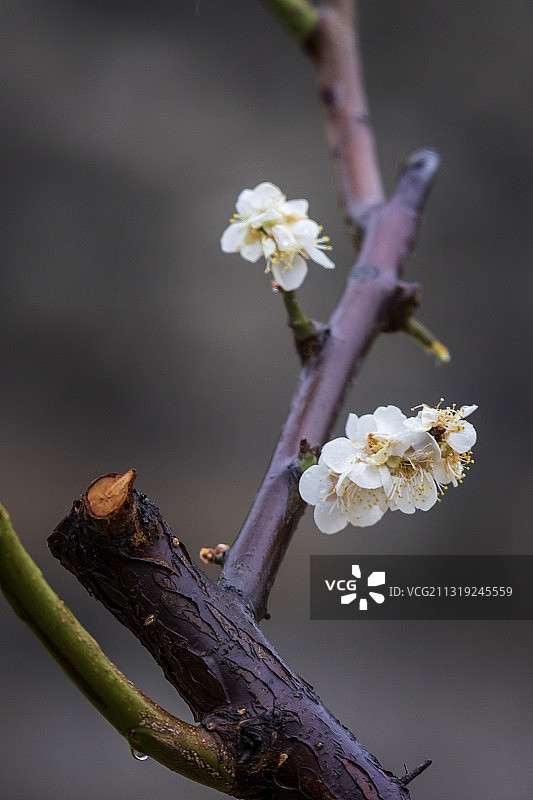 春雨梅花开！图片素材