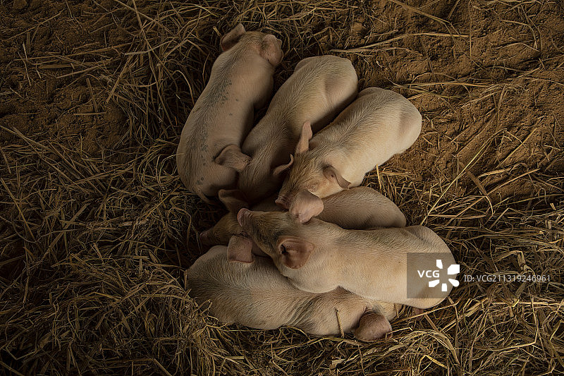 一窝家猪仔图片素材