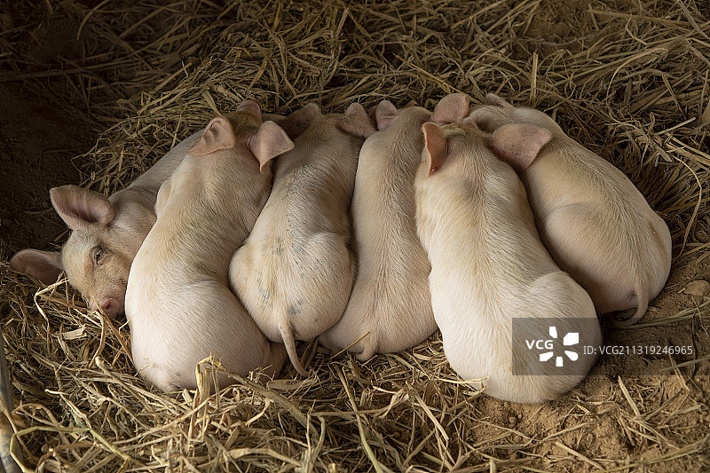 生态小猪仔图片素材