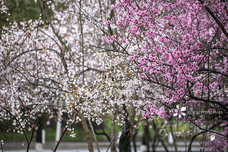 紫叶李图片素材