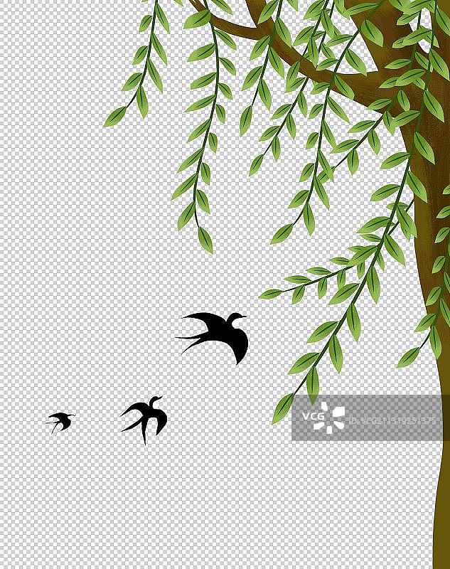 春天的柳树枝丫图片素材