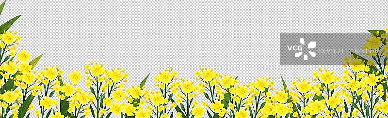 春天的油菜花图片素材