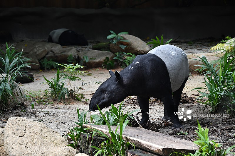 马来貘的午饭时间图片素材