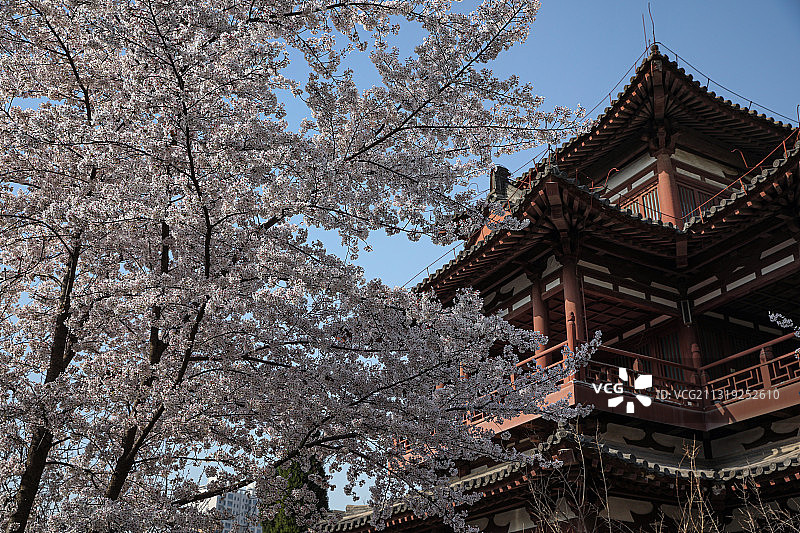 西安青龙寺古建筑和樱花图片素材