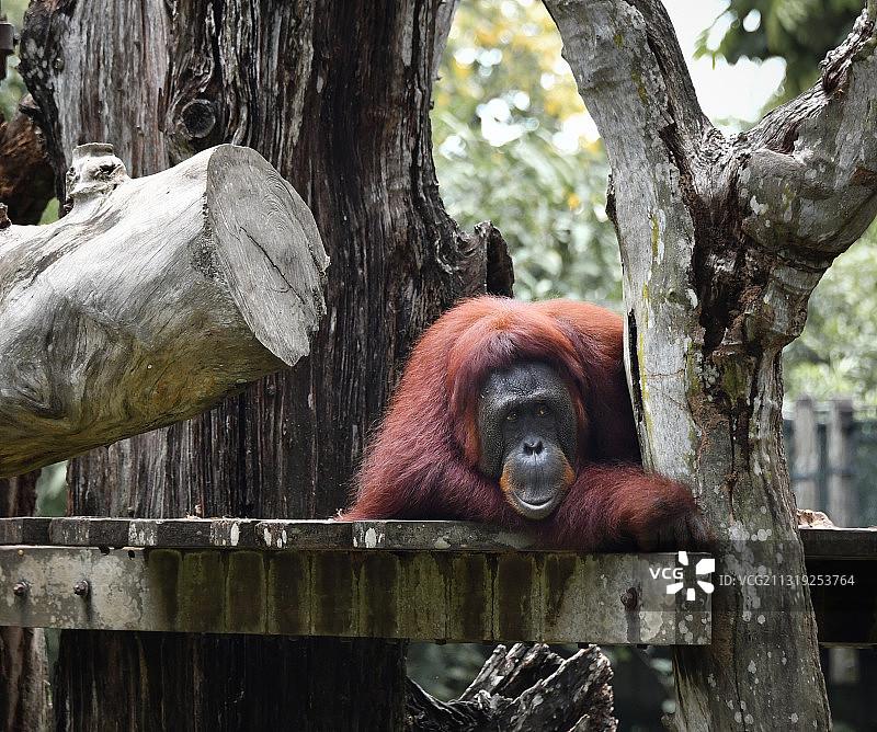 红色狒狒图片素材