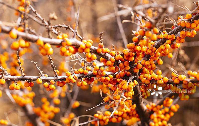 沙棘，沙棘果。图片素材