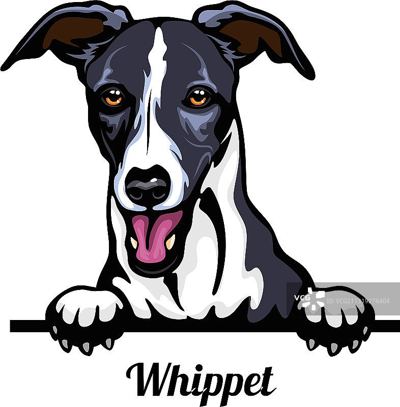 惠比特犬头像彩色图图片素材