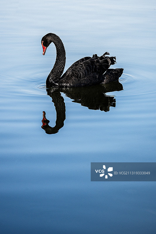 黑天鹅图片素材