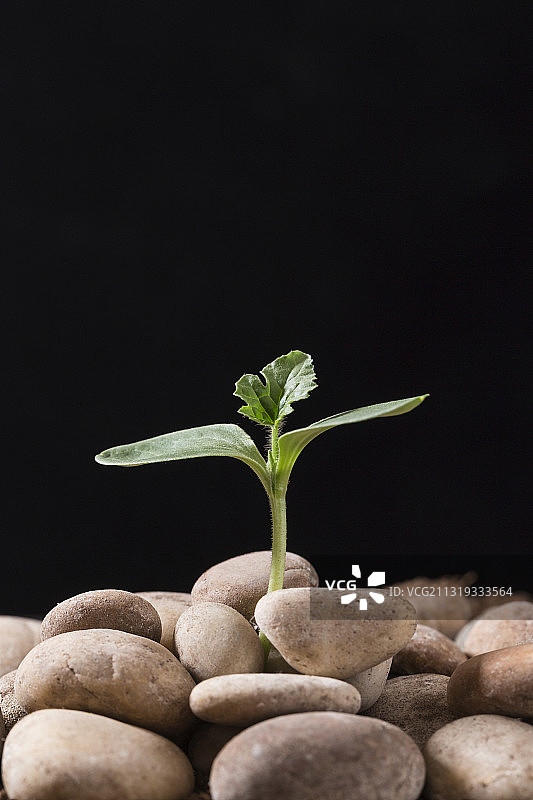 新生的西瓜芽幼苗图片素材