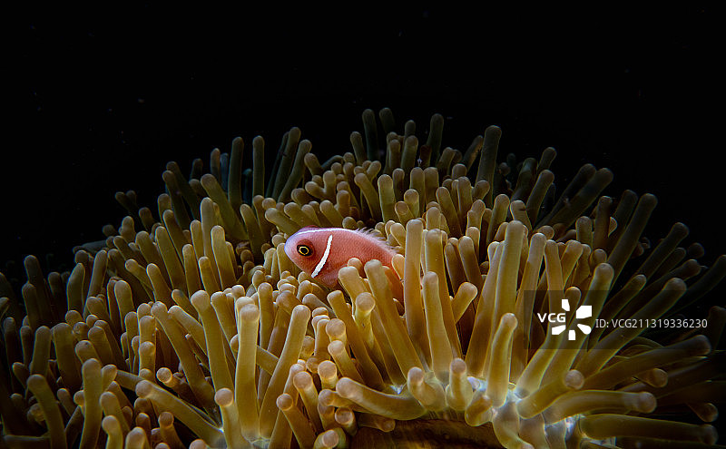 海葵小丑鱼图片素材
