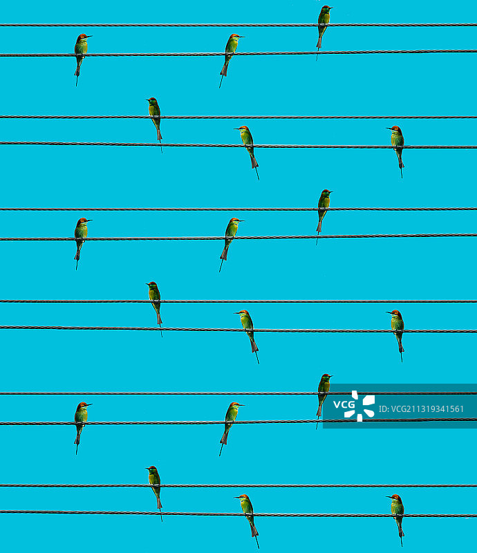 鸟 绿喉蜂虎图片素材