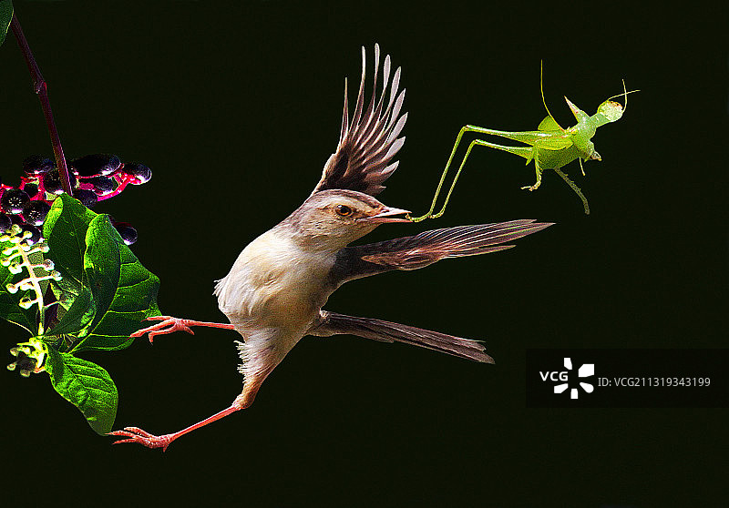 空中劫杀   新加坡国际摄影大赛GPU绶带奖图片素材