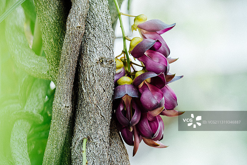禾雀花图片素材