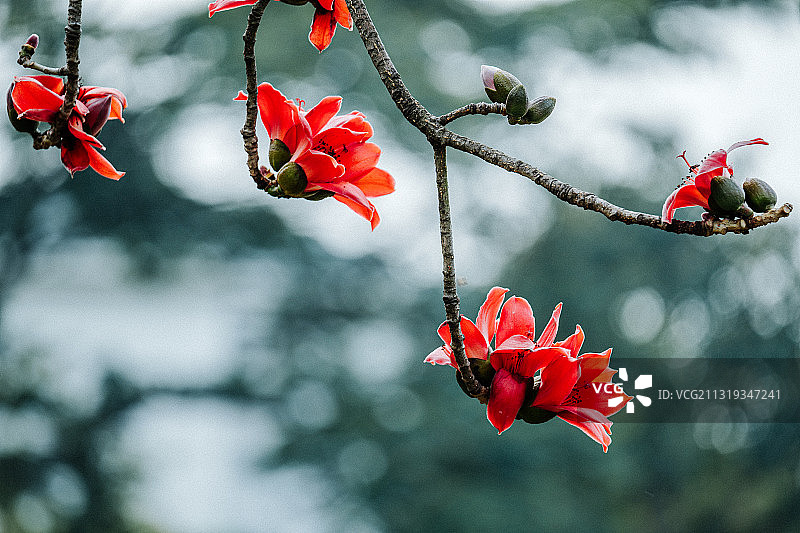 木棉花图片素材