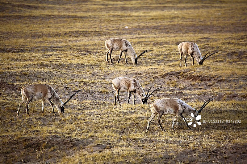 藏羚羊 1图片素材