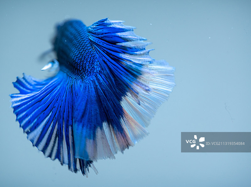 暹罗斗鱼图片素材